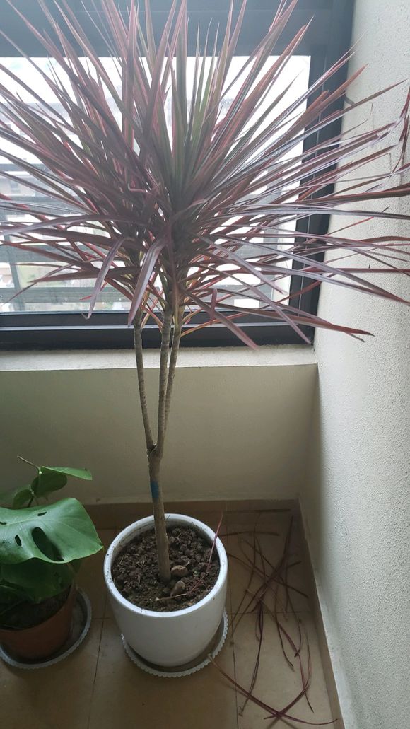 千年木用深盆还是浅盆