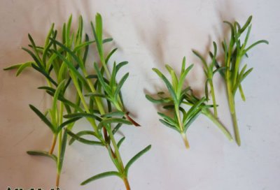 松叶菊繁殖方法图解 松叶菊繁殖（图解）