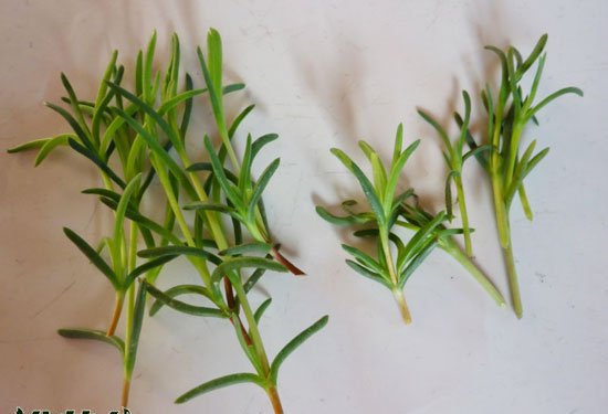 松叶菊繁殖