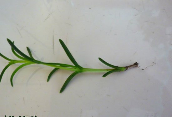 松叶菊繁殖