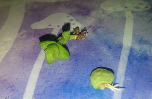 小米星繁殖图解