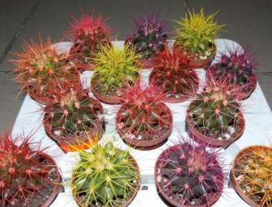 彩色仙人球真假辨别指南 彩色仙人球是真的吗 教你辨别