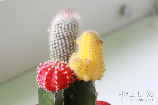 彩色仙人球是真的吗