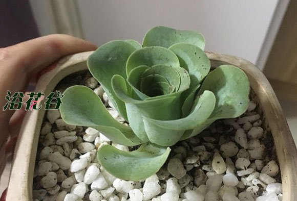 三月畏寒盆花“出房”前准备