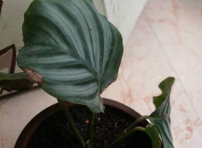 青苹果竹芋叶焦边下垂咋处理？ 青苹果竹芋叶子焦边下垂怎么办