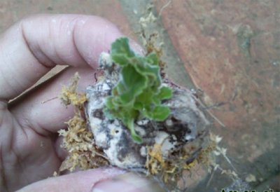 大岩桐烂球处理办法 大岩桐烂球的处理方法