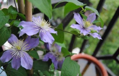 铁线莲茱斯塔Clematis Justa习性特征修剪管理方法