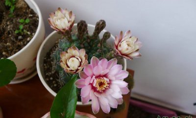绯花玉不开花怎么办 绯花玉不开花的解决办法