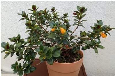 如何让金鱼吊兰开花 开花期怎么养