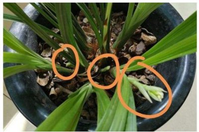兰花几月发芽 秋天发芽吗 兰花何时发芽秋天会发芽吗？