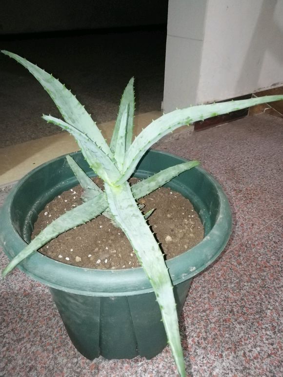 开普芦荟识别