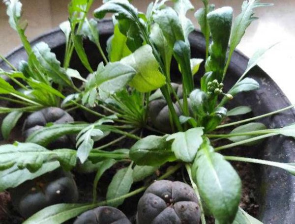 怎样识别荠菜带图片
