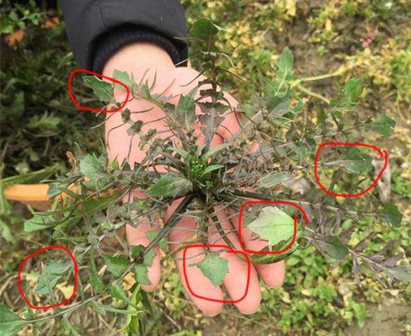 怎样识别荠菜带图片