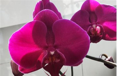 君子兰花期多久 君子兰花期保养 《君子兰的花期时长与花期养护要点》
