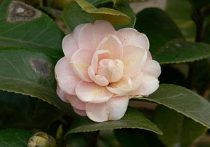 茶花病虫害图片 茶花病虫害症状图