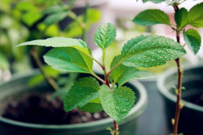 苹果籽能种成苹果树吗 绝对可以 苹果籽能种成苹果树吗？绝对可以！