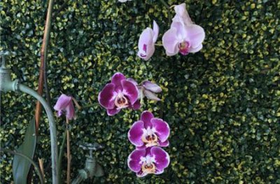 兰花、兰草何时开花？ 兰花什么时候开花 兰草几月盛开