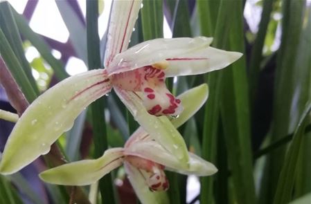 兰花什么时候开花
