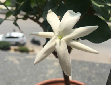 什么是单笔茉莉 附重瓣笔尖、宝珠茉莉等图片