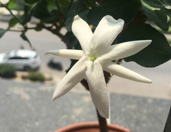 什么是单笔茉莉