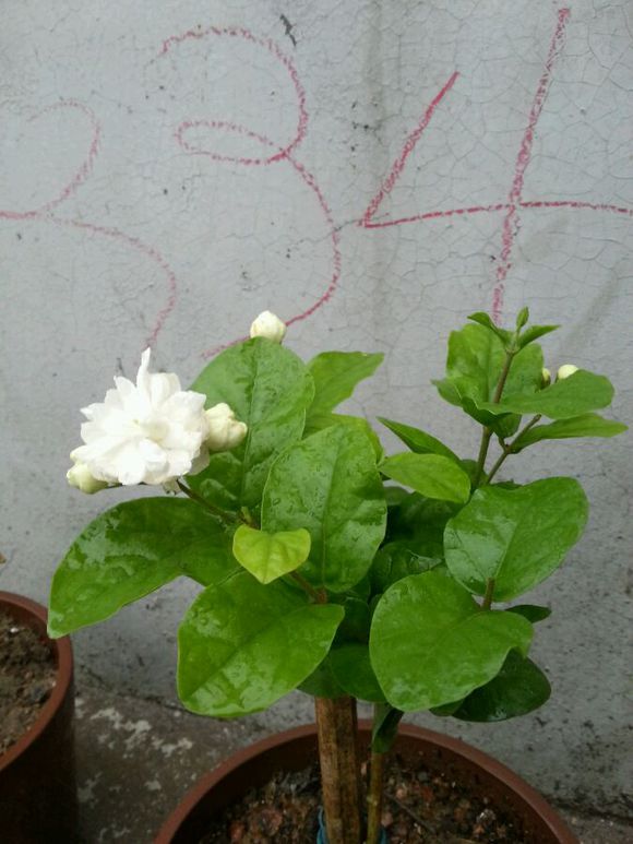 什么是单笔茉莉