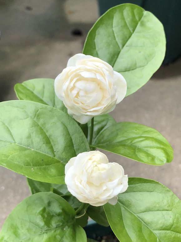 什么是单笔茉莉
