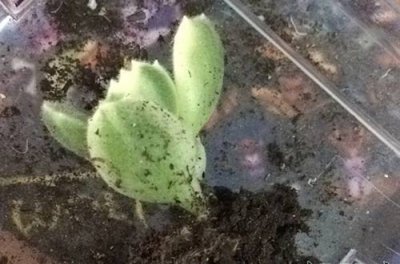 熊童子繁殖心得 熊童子繁殖（心得篇）