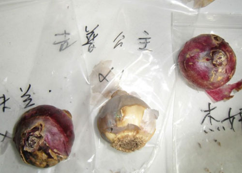 像洋葱一样的花