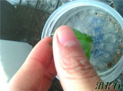 玉露砍头以后不发根（附玉露生根方法）