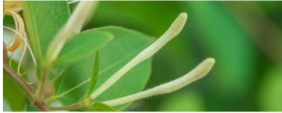 金银花与金莲花的区别 《金银花和金莲花有何不同？》