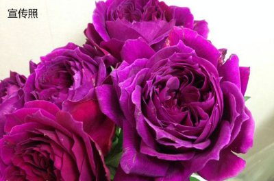 月季花艺术泄漏（アートリーク）介绍 艺术泄漏（アートリーク）照片图
