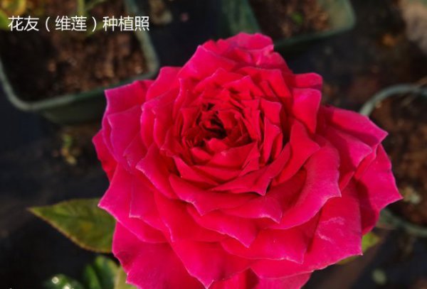 艺术泄漏（アートリーク）图片三