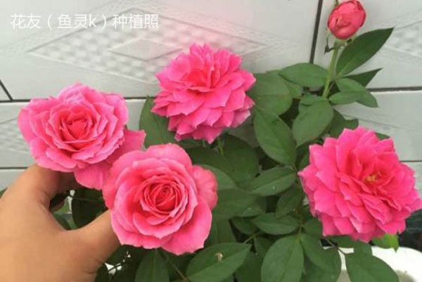 艺术泄漏（アートリーク）图片四