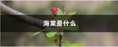 海棠是什么能否食用？ 海棠是什么 海棠能吃吗