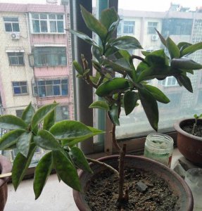 叶仙是什么植物及图片展示 叶仙是什么植物（附图片）