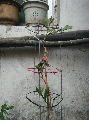 叶仙是什么植物