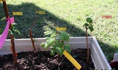 覆盆子的繁殖方式 覆盆子的繁殖方法