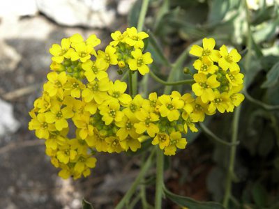 岩生庭芥简介及图片 岩生庭芥简介（图）