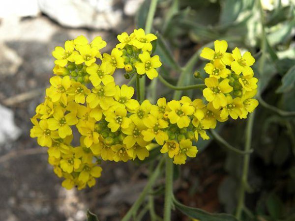 岩生庭芥简介