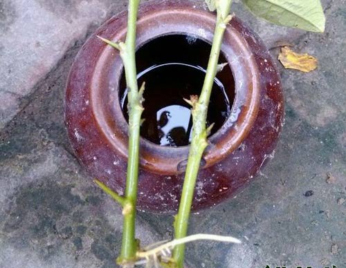 柠檬树水插繁殖