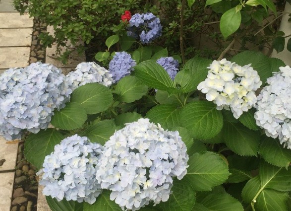 绣球花必买品种