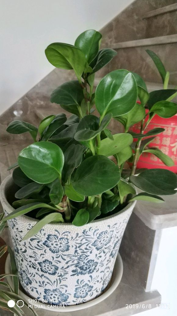 豆瓣绿最大可长到多大