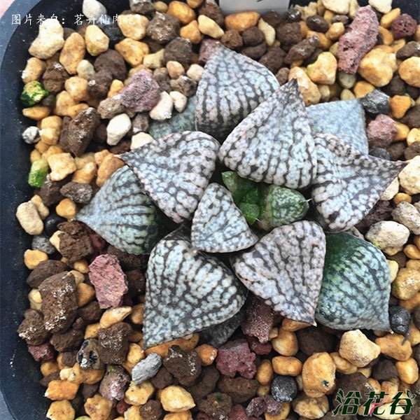 潘多拉白银寿
