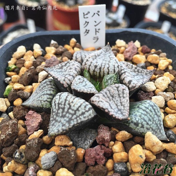 潘多拉白银寿