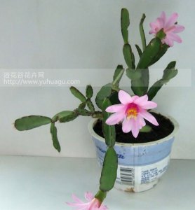 落花之舞繁殖时间 落花之舞何时繁殖