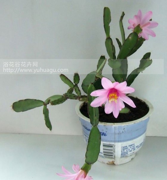 落花之舞何时繁殖
