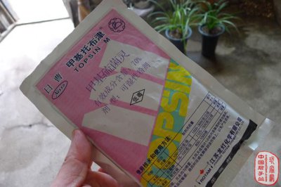 君子兰叶斑病治疗（图） 君子兰叶斑病治疗（附图片）