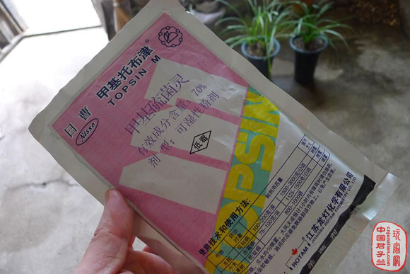 君子兰叶斑病治疗