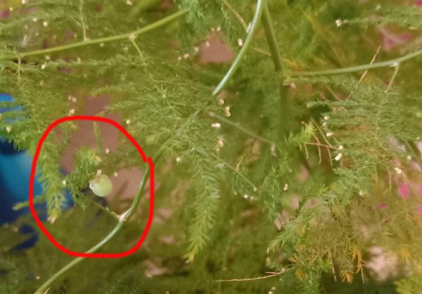 文竹结籽是什么样子的