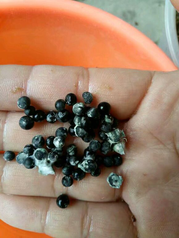 文竹结籽是什么样子的